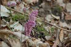 Gewöhnliche Schuppenwurz 02.JPG